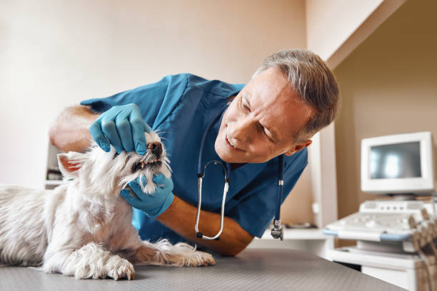 Best Emergency Dental Surgery in Crompond, NY